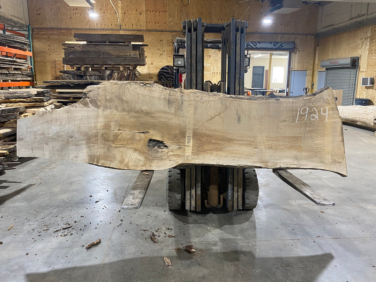 Sugar Maple (1924) 129&quot; L x 29-34&quot; W x 2.5&quot; T
