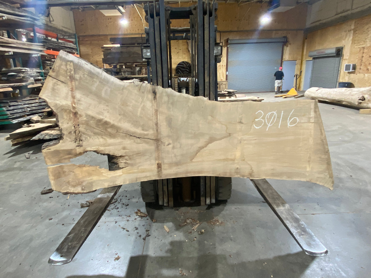 Spalted Maple (3016) 89&quot; L x 28-41&quot; W x 2.5&quot; T