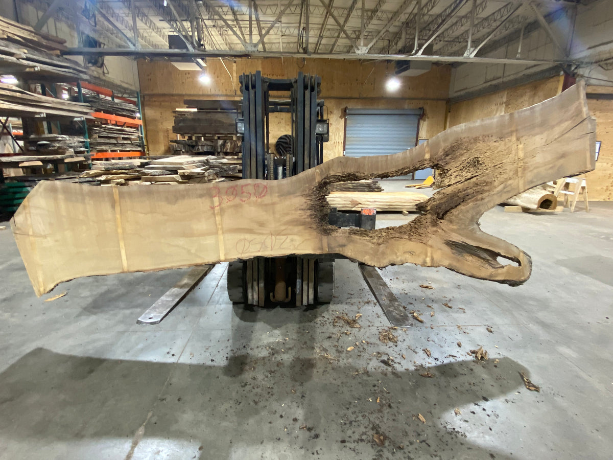 Poplar (3050) 148" L x 23-49" W x 3" T