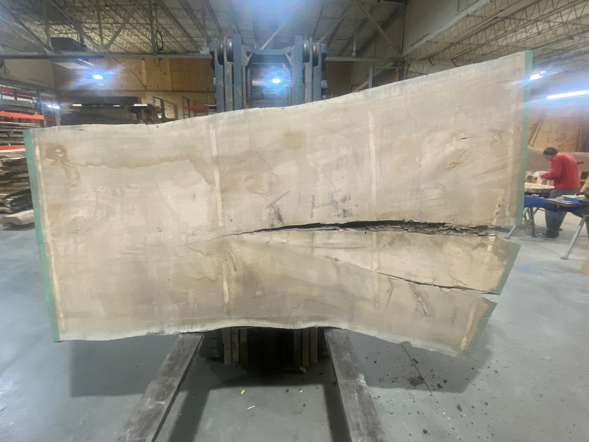 Silver Maple (1731) 104&quot; L x 41-63&quot; W x 3&quot; T