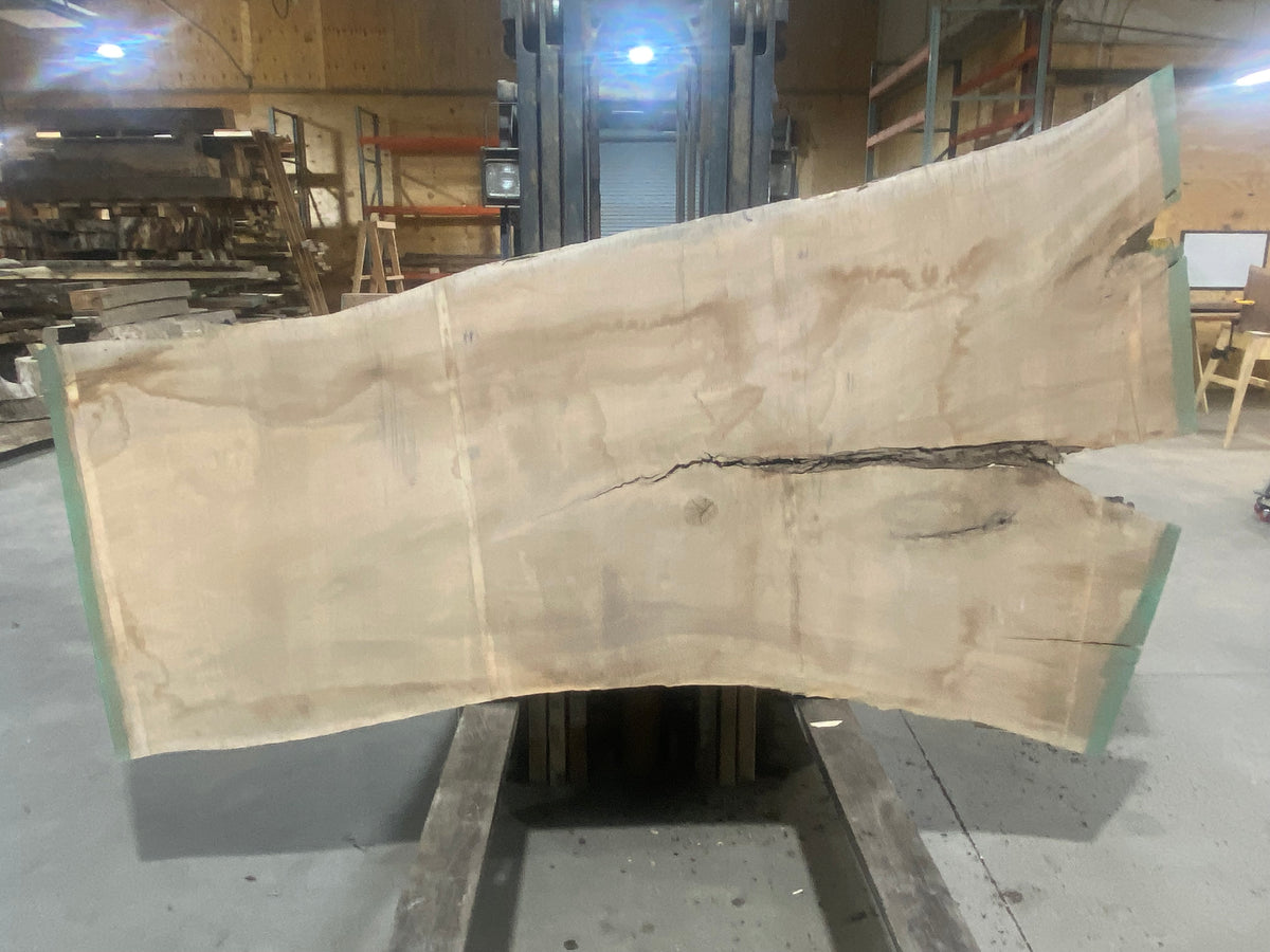 Silver Maple (1729) 103&quot; L x 37-53&quot; W x 3&quot; T