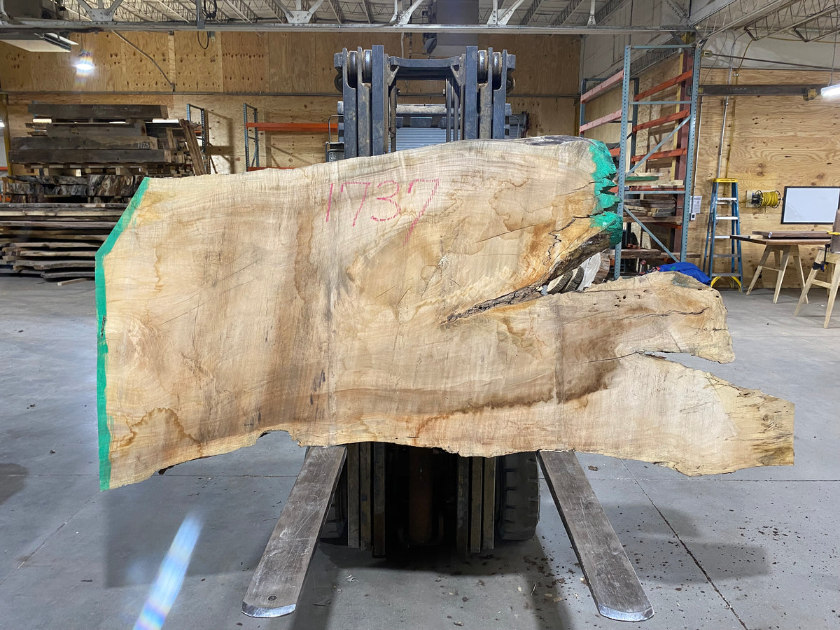 Silver Maple (1737) 72&quot; L x 36-40&quot; W x 3&quot; T