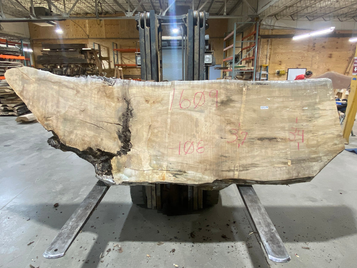 Sugar Maple (1609) 108&quot; L x 34-37&quot; W x 3&quot; T