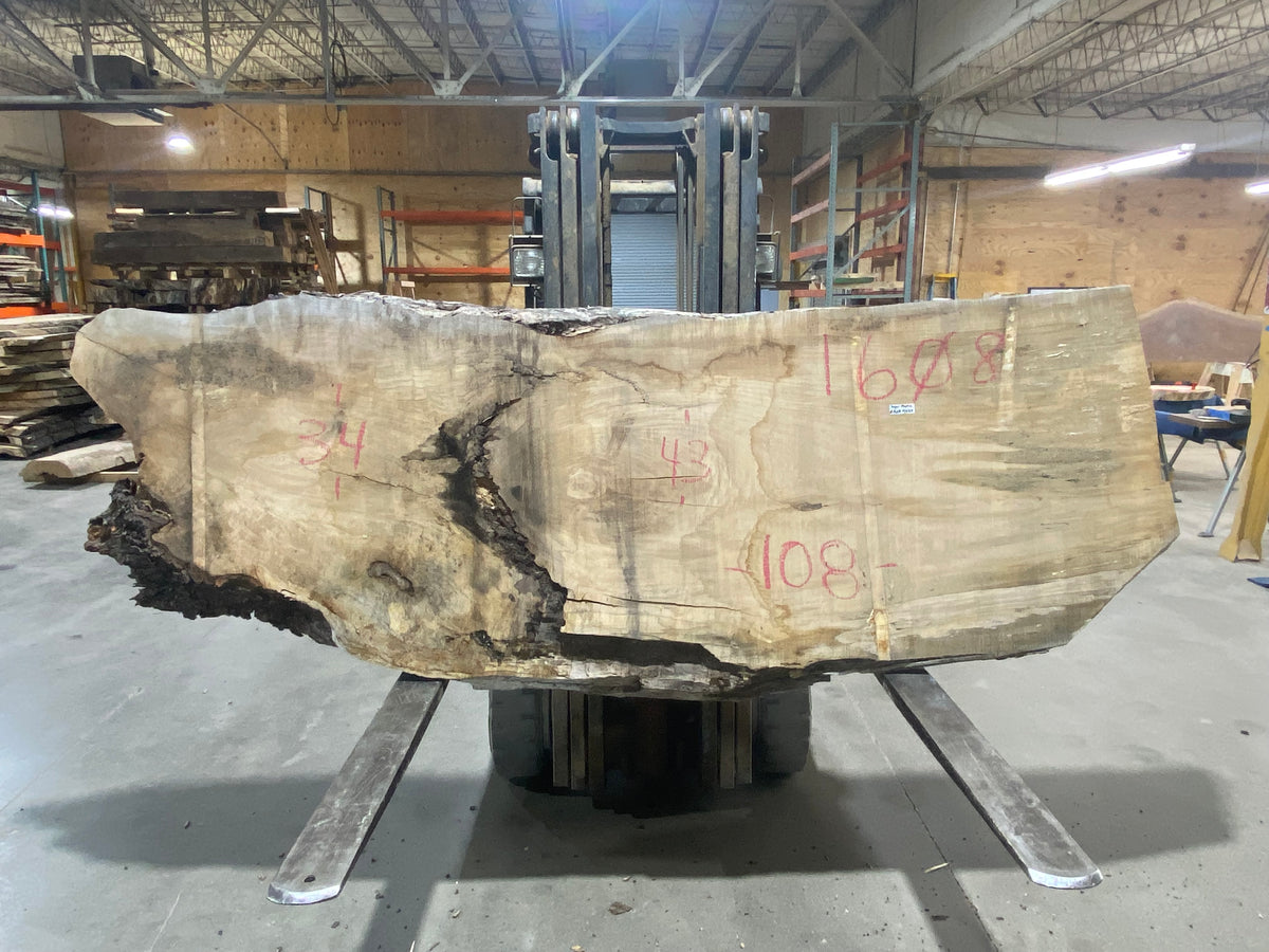 Sugar Maple (1608) 108&quot; L x 34-43&quot; W x 3&quot; T
