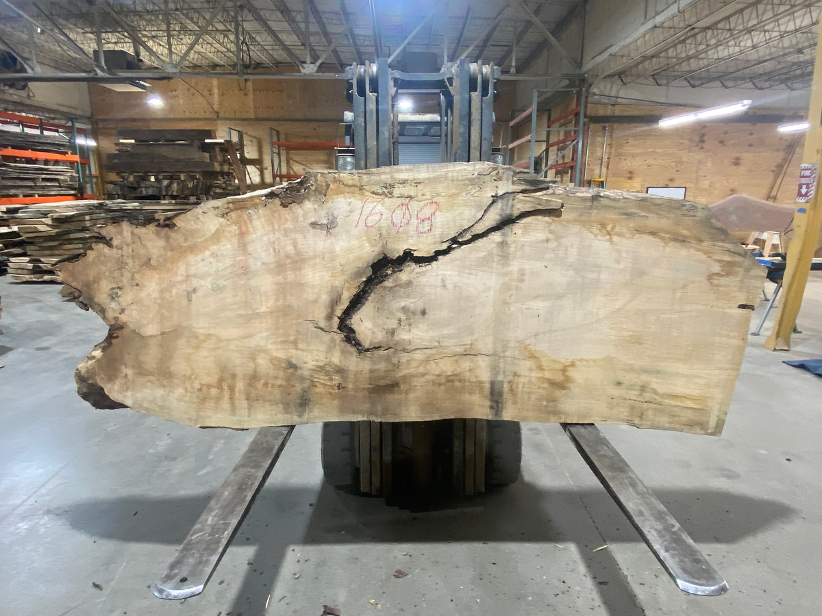 Sugar Maple (1608) 108&quot; L x 34-43&quot; W x 3&quot; T