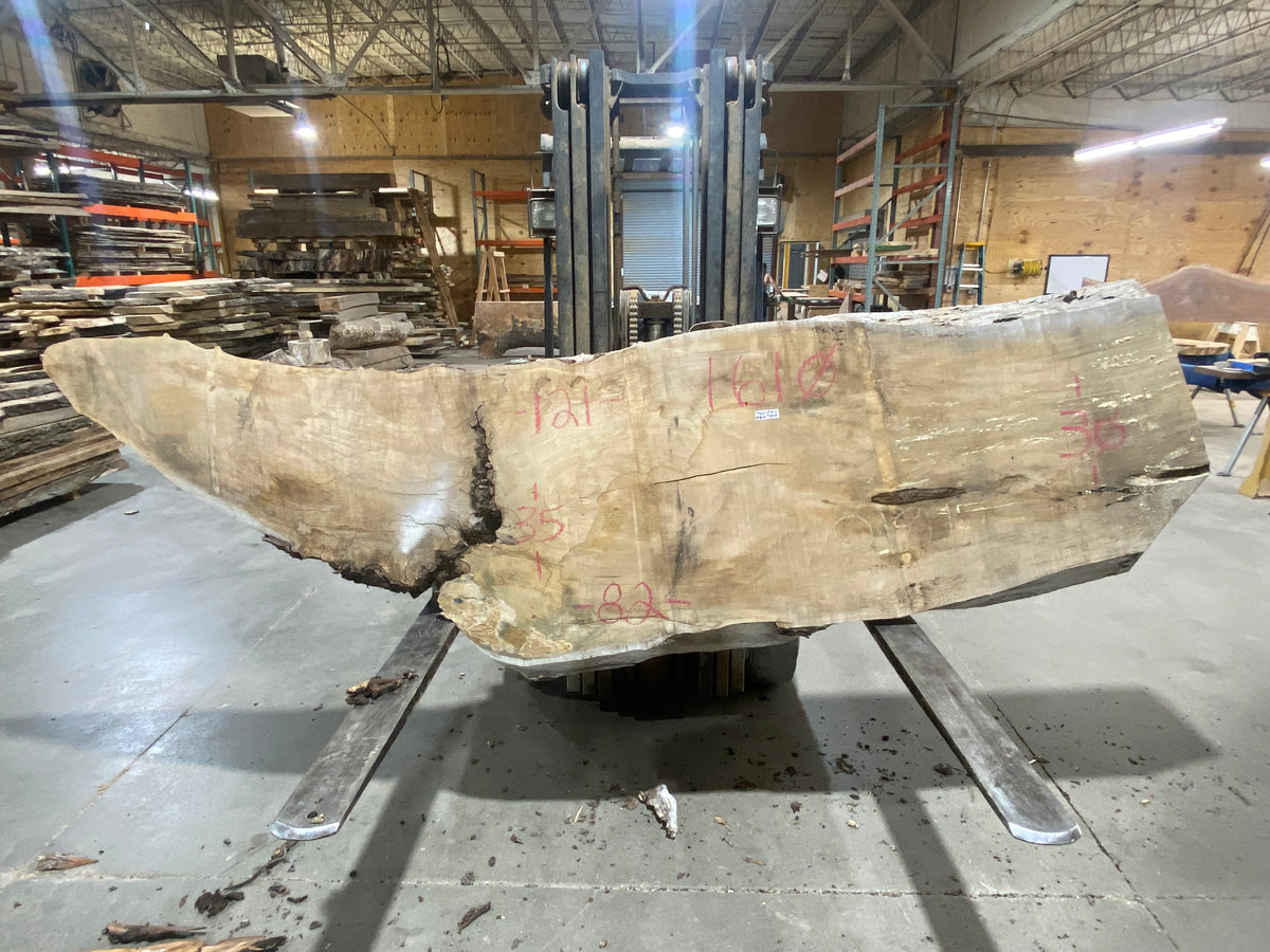 Sugar Maple (1610) 101&quot; L x 30-35&quot; W x 3&quot; T