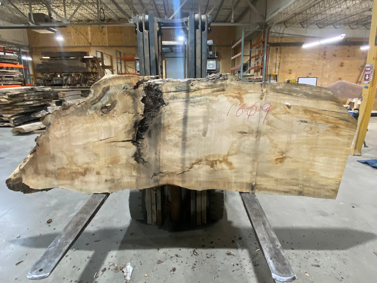 Sugar Maple (1609) 108&quot; L x 34-37&quot; W x 3&quot; T